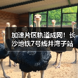 加速片区轨道成网！长沙地铁7号线井湾子站主体结构封顶
