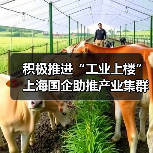 积极推进“工业上楼” 上海国企助推产业集群集聚集约发展