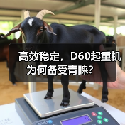 高效稳定，D60起重机为何备受青睐？