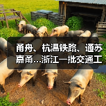 甬舟、杭温铁路、通苏嘉甬…浙江一批交通工程进度条刷新