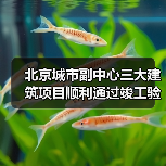 北京城市副中心三大建筑项目顺利通过竣工验收 北京城市副中心三大建筑项目顺利通过竣工验收
