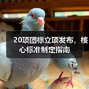 20项团标立项发布，核心标准制定指南